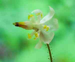 Redwood insideout flower(Vancouveria planipetala)