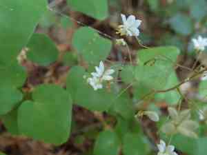 Redwood insideout flower(Vancouveria planipetala)