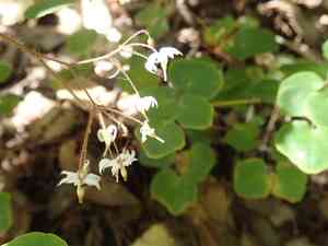 Redwood insideout flower(Vancouveria planipetala)