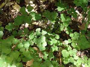 Redwood insideout flower(Vancouveria planipetala)