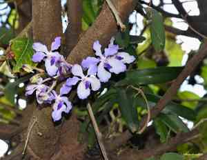 Blue orchid(Vanda coerulea)