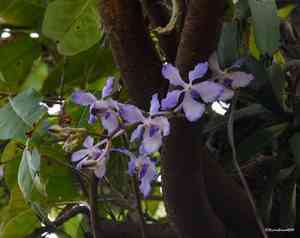 Blue orchid(Vanda coerulea)