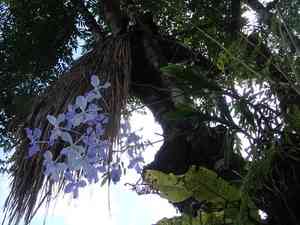Blue orchid(Vanda coerulea)