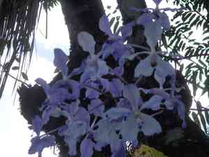 Blue orchid(Vanda coerulea)