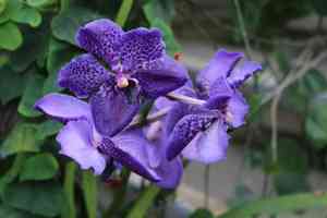 Vanda (Vanda)(Vanda)