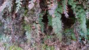 Appalachian filmy fern(Vandenboschia boschiana)
