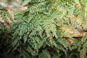 Appalachian filmy fern(Vandenboschia boschiana)