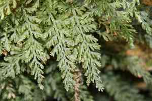Appalachian filmy fern(Vandenboschia boschiana)