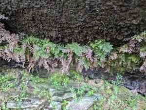 Appalachian filmy fern(Vandenboschia boschiana)