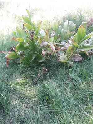 California false hellebore(Veratrum californicum)