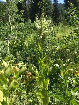 California false hellebore(Veratrum californicum)