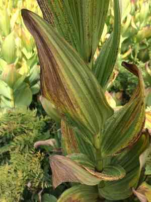 California false hellebore(Veratrum californicum)