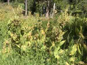 California false hellebore(Veratrum californicum)