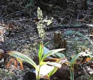 Fringed false hellebore(Veratrum fimbriatum)