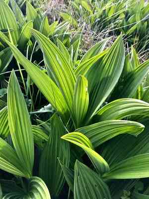 Fringed false hellebore(Veratrum fimbriatum)