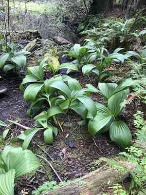 Fringed false hellebore(Veratrum fimbriatum)