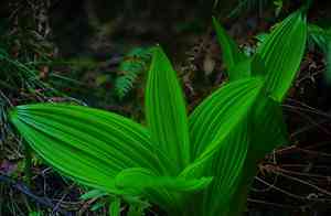 Fringed false hellebore(Veratrum fimbriatum)