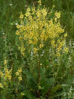 Nettle-leaved mullein(Verbascum chaixii)