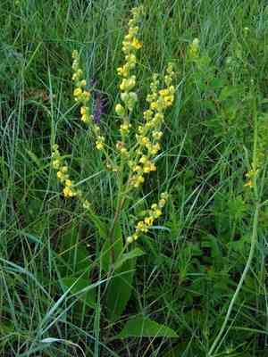 Nettle-leaved mullein(Verbascum chaixii)