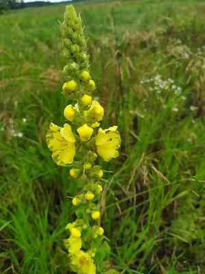 Dense-flowered mullein(Verbascum densiflorum)