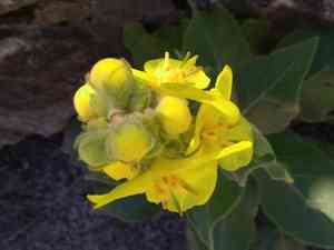 Dense-flowered mullein(Verbascum densiflorum)