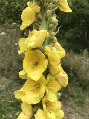 Dense-flowered mullein(Verbascum densiflorum)