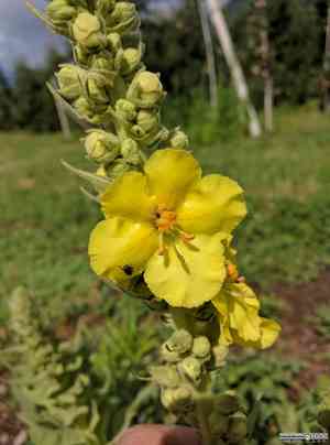 Dense-flowered mullein(Verbascum densiflorum)