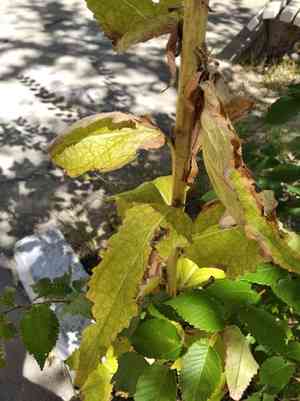 White mullein(Verbascum lychnitis)