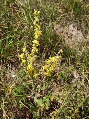White mullein(Verbascum lychnitis)