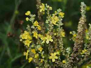 White mullein(Verbascum lychnitis)