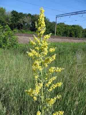 White mullein(Verbascum lychnitis)