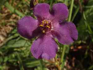 Purple mullein(Verbascum phoeniceum)