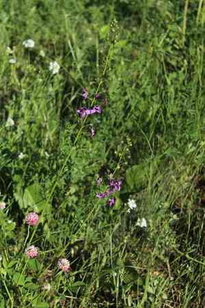 Purple mullein(Verbascum phoeniceum)