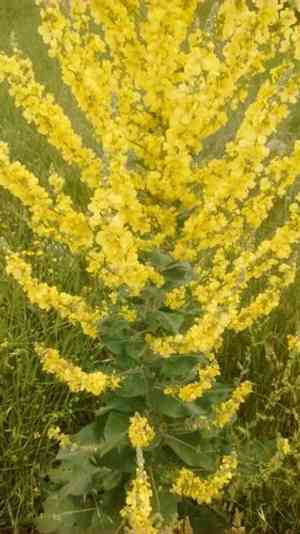 Hoary mullein(Verbascum pulverulentum)