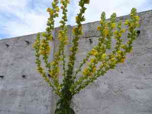 Hoary mullein(Verbascum pulverulentum)