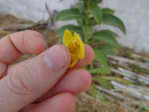 Hoary mullein(Verbascum pulverulentum)