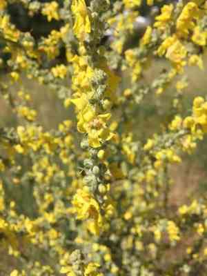 Hoary mullein(Verbascum pulverulentum)