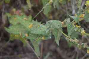 Wavyleaf mullein(Verbascum sinuatum)