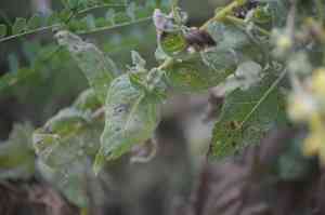Wavyleaf mullein(Verbascum sinuatum)