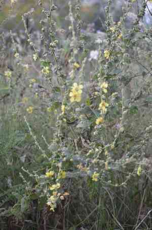 Wavyleaf mullein(Verbascum sinuatum)