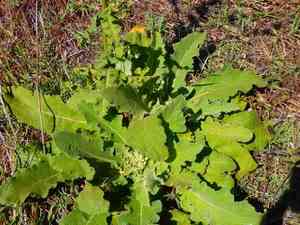 Wavyleaf mullein(Verbascum sinuatum)