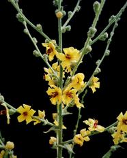 Wavyleaf Mullein Verbascum Sinuatum Care Guide Pests Diseases 