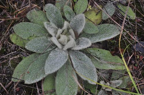 Common mullein