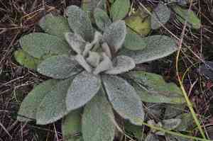 Common mullein(Verbascum thapsus)