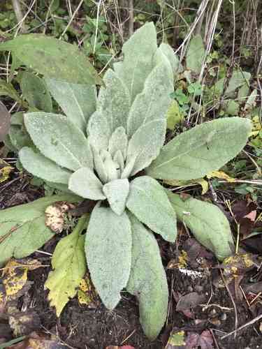 Common mullein(Verbascum thapsus)