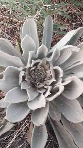 Common mullein(Verbascum thapsus)