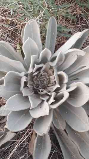 Common mullein(Verbascum thapsus)