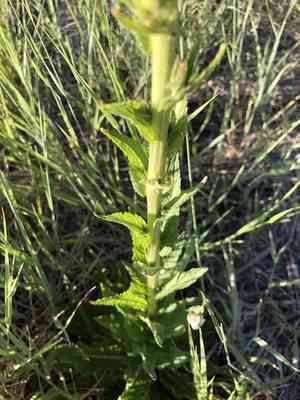 Aaron's Rod(Verbascum virgatum)