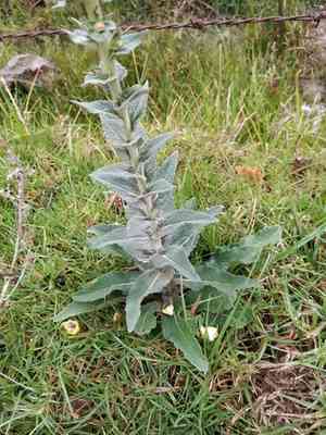 Aaron's Rod(Verbascum virgatum)