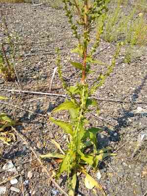 Aaron's Rod(Verbascum virgatum)